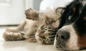 Dog and Cat - Animal Communication