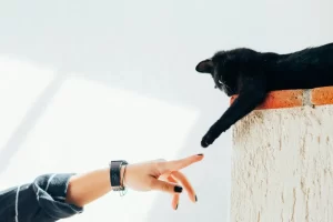 Animal Communication with Kate Clark