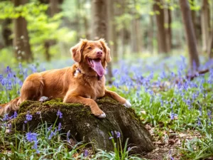 Dog in forest